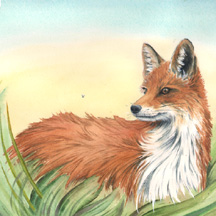 Red fox